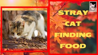 Hungry Stray Cat Finds Food Crazyket Channel