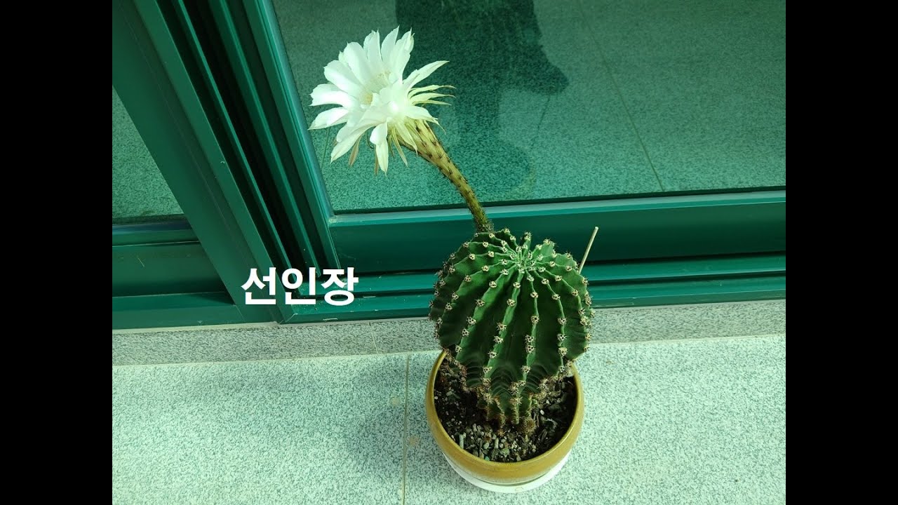 선인장 25
