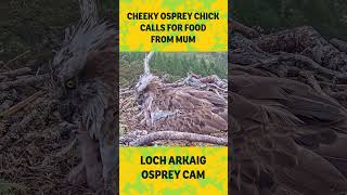 Cute Osprey chick asks mum for food @woodlandtrust