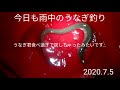 雨天のうなぎ釣り！ミャク釣り1本！うなぎ君嘔いちゃいました…