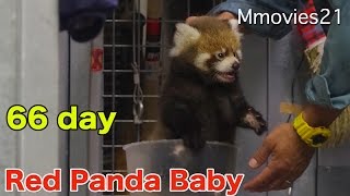 ついに産箱から出ました！赤ちゃんレッサーパンダ成長記録 66日齢体重測定
