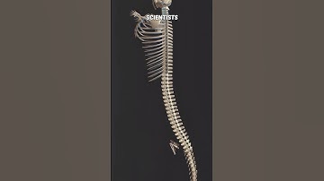 BASILOSAURUS | The Whale With Tiny Legs