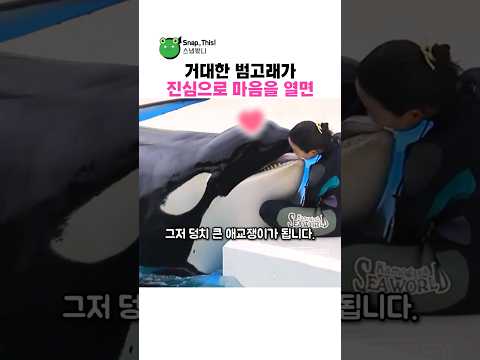 범고래가 조련사에게 진심으로 마음을 열 때 생기는 감동적인 순간 thumbnail