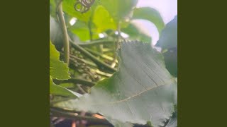 Kutelah lama lupakan mu