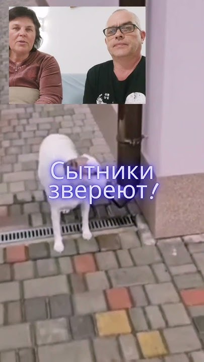 Сытники ответили четко! #saveliyad #shortsvideo #сытники - YouTube