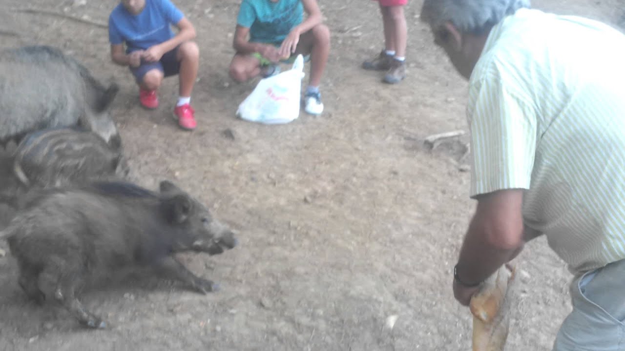 jose liborio con los jabali.mp4