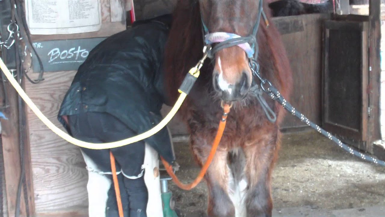 Hoof Handling with a young draft horse rescue YouTube
