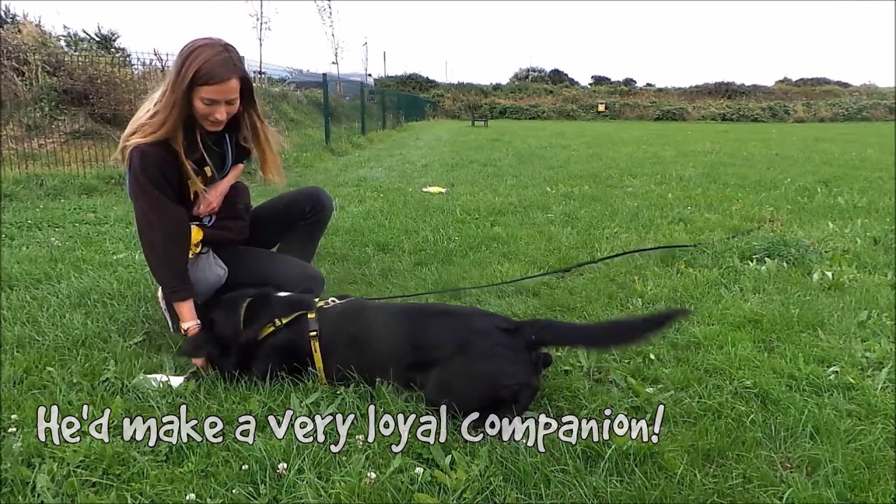 wales wisconsin Dogs Trust Shoreham - Kobe