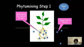 Phytomining and Bioleaching - AQA GCSE Chemistry 4.10.1.4