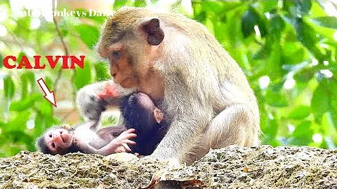 Abandon Newborn CALVIN Cries So Hungry Milk, But C...