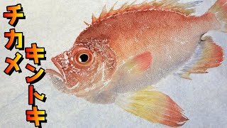 大きなお目目と吻が近いからチカメ 赤いお魚をアート魚拓 アクリル絵の具 カラー魚拓 Youtube