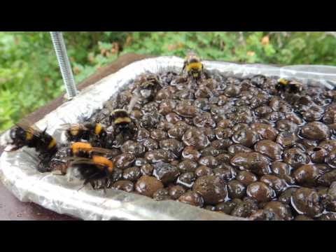 Video: Kuinka Tehdä Lentävä Mehiläinen Magneetista