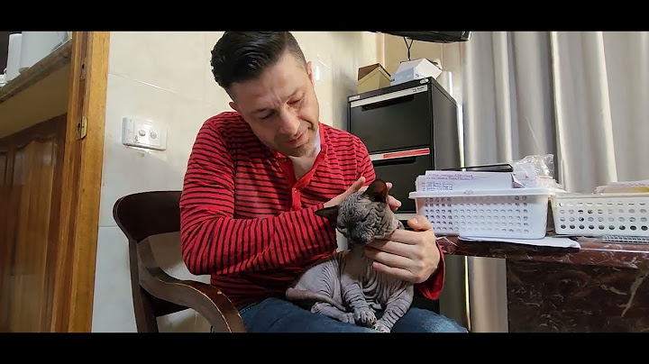 Watch the video about Australia's pure breed Bambino Cat.