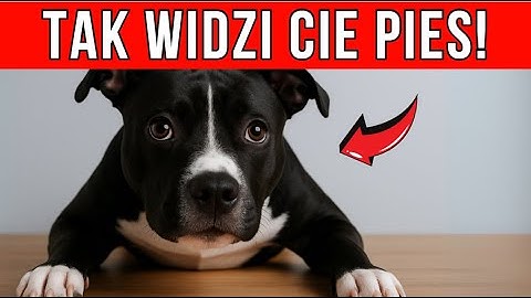 Twój PIES NIE MYŚLI, że jesteś CZŁOWIEKIEM – prawda naprawdę szokuje!