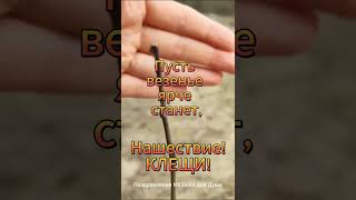 Нашествие клещей! Осторожно! Хорошего дня и чудесного настроения!Tick invasion! Carefully!...