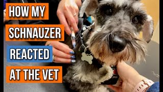 Helping my Nervous Schnauzer at the Vet! (He Refused to Look at Them)