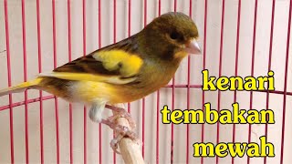 Suara Burung Kenari Tembakan Mewah, Siap Menjadi Guru Vokal Kenari Muda Mental Juara