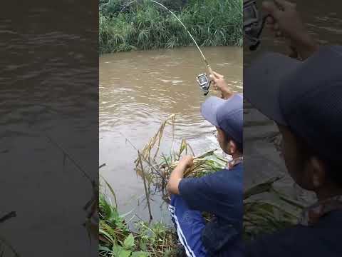 Ediann Beginilah resiko mancing ikan di sungai saat air keruh pake teknik timah 😂