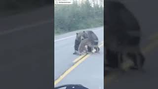 Un ours traverse une route avec un chevreuil dans la gueule