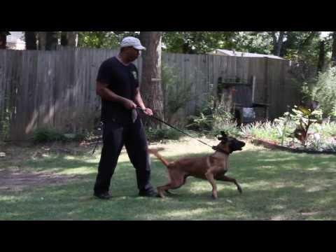 belgian malinois protection dogs for sale