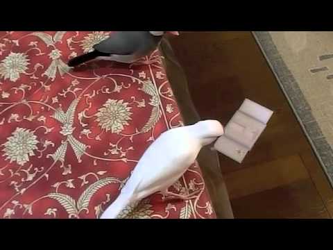 文鳥動画 Java sparrow 桜文鳥ほーちゃん 鏡 蹴落とす