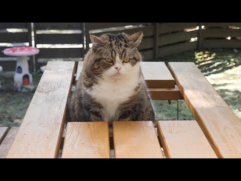 サプライズをスルーするねこ。-Cats ignored my surprise gift.-