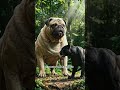 Giant Dog vs Panther – Epic Wild Showdown in the Jungle!#WildlifeDocumentary #AnimalShowdown #Nature