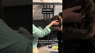 Pickens in 60: Adopt a Shelter Pet