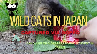 MAKE FRIENDS WITH WILD CATS IN JAPAN:Life of a depressed person captured via Gopro