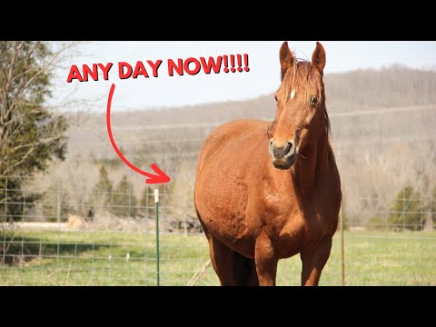 Preparing Our Pregnant Mares For Birth