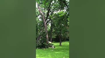 Mark from Access Tree Service cutting down a tree