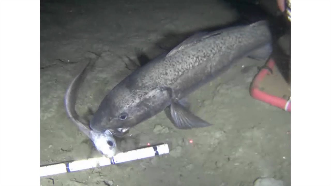 Citizen Science - Sablefish and Rattail - YouTube