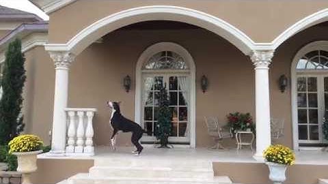 Katie the Great Dane barking & bouncing after squirrel