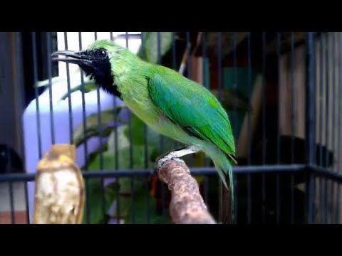 RESPON CEPAT! AMPUH agar cucak ijo gacor ngentrok#cucakijo#cucakijogacor - YouTube