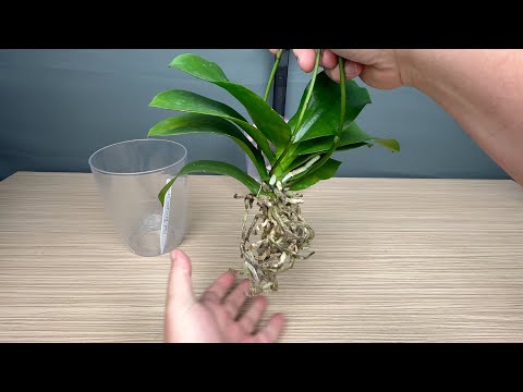 лучший способ выявить НЕ ЖИВЫЕ корни у орхидеи после покупки