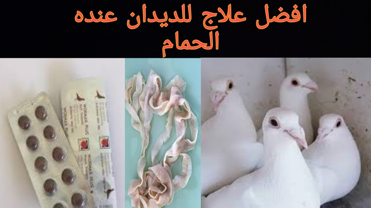 استخدام علاج الديدان للحمام انطينه لزواجل الابيض علاج