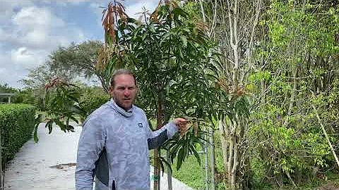 Glenn Mango Tree