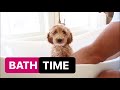 Puppy’s FIRST Bath | Dogs take over the Vlog | The LeRoys