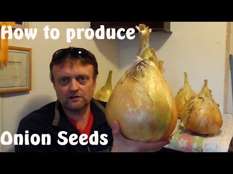 Hoe kunt u uw eigen Onion zaden produceren