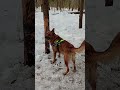 зачем нам кость? 🤔😅