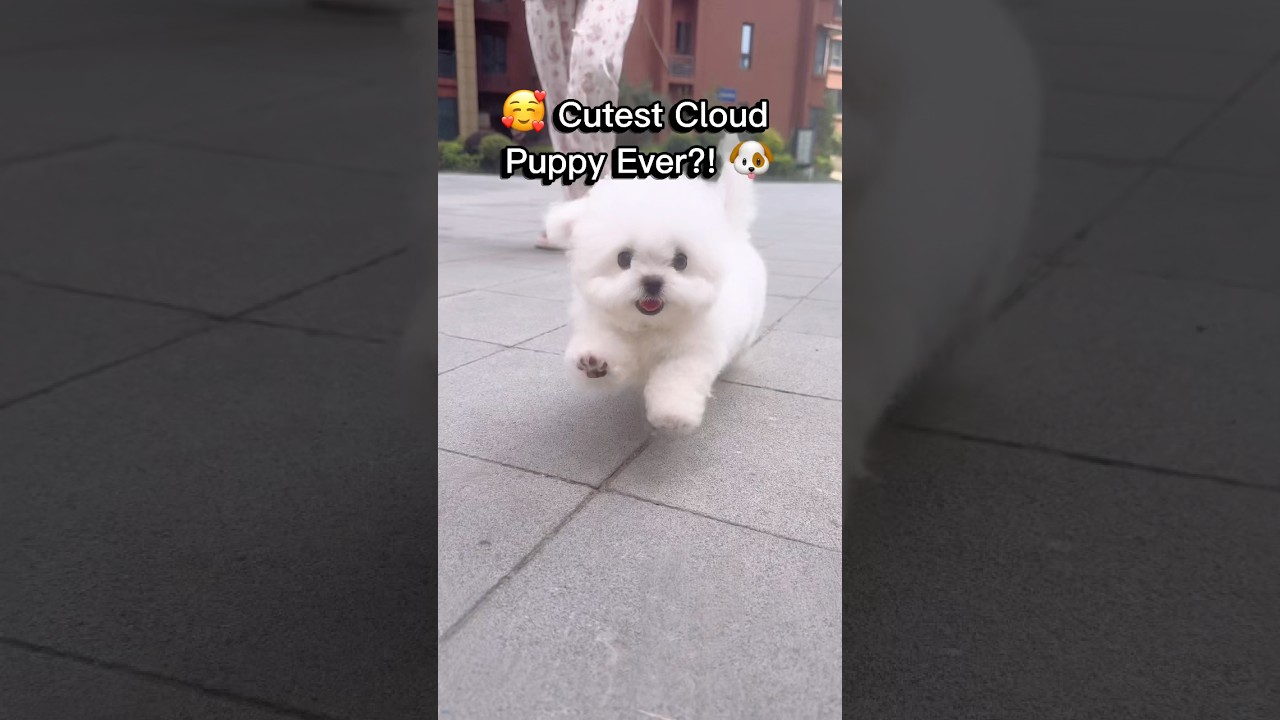 🥰 Adorable Puppy That Looks Like a Cloud ☁🐶 