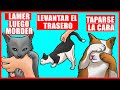 Explicación de los verdaderos significados de 9 comportamientos extraños  de los gatos