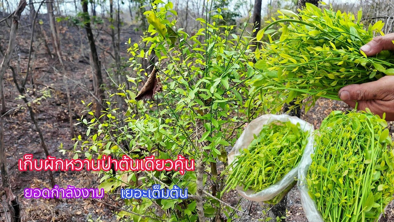 ว๊าวววต้นเดียวคุ้มเลย ขึ้นเขาเก็บผักหวานป่ายอดเยอะจริงๆอ่อนๆเต็มต้น
