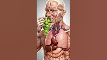 WHAT HAPPENS WHEN YOU EAT grapes 🍇? | DIGESTIVE SYSTEM EXPLAINED  (3D Animation) #anatomy #animation
