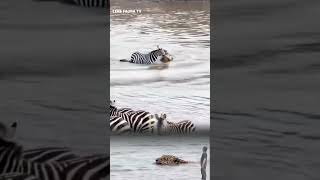 Zebra vs Buaya‼️ di Tepi Danau! Macan Tutul Lewat Santai Tanpa Peduli #ytshorts #animals