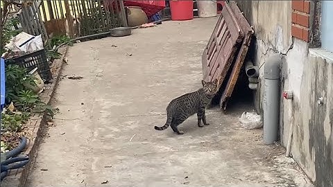 Home Farm | This cat miraculously survived after being starved for 20 days