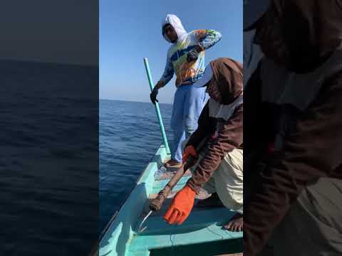 فيديو: صيد غير متوقع