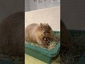 ベッドで休むとんちゃん🛌夜にしか見られない珍しい光景です✨✨ #カピバラ #capybara #tokyo #shorts #animals