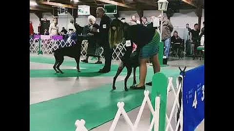 3.29.18 NE WI Dog Show Classic - AKC Dobermans - O...