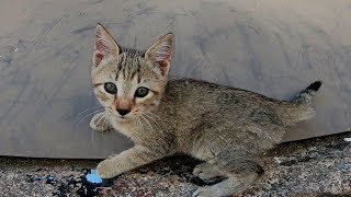ゴロゴロ音が止まらない路地裏のキジトラ猫家族